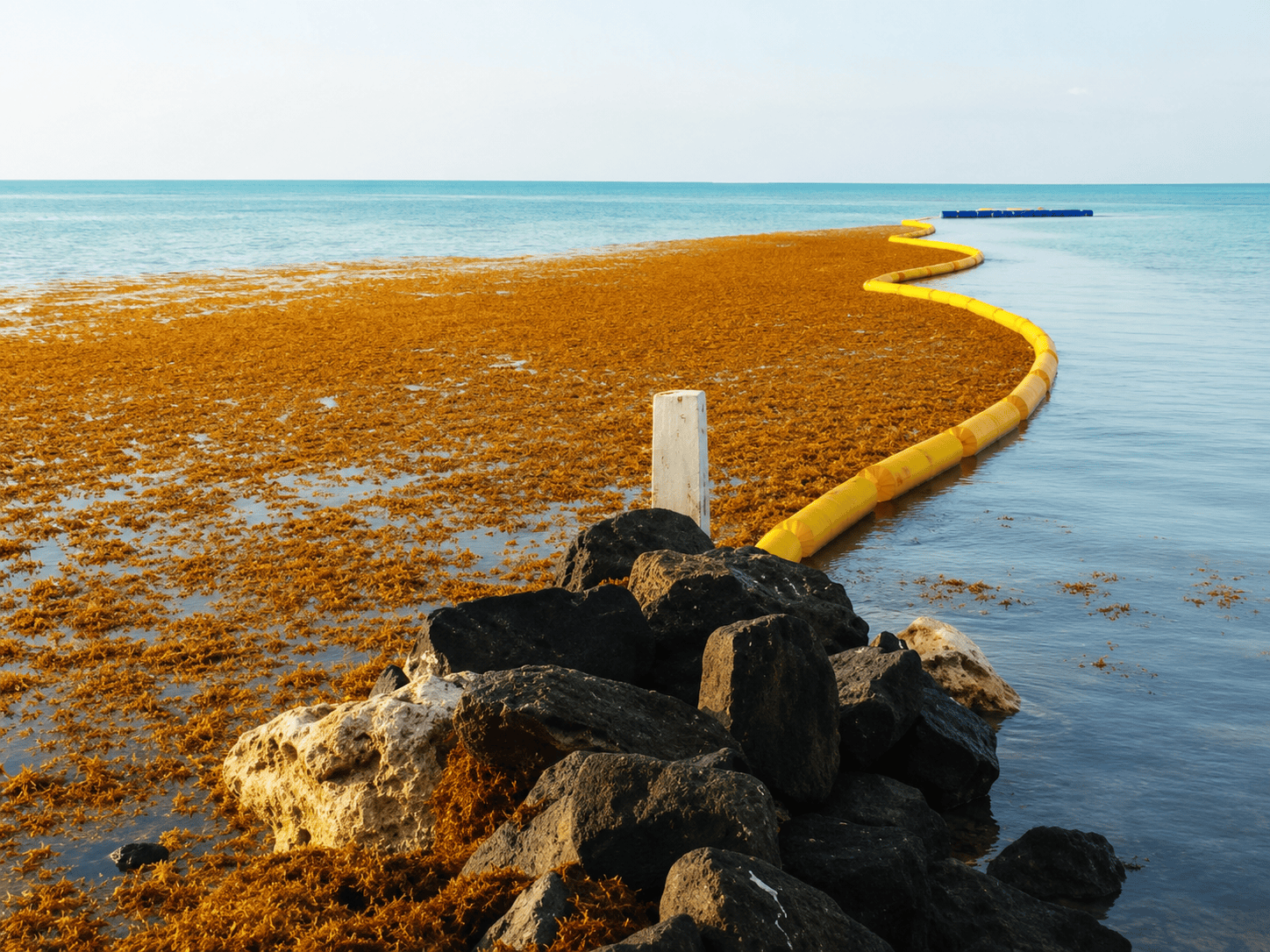 Yellow Sargassum boom deployed along a coastal shoreline to contain and redirect floating seaweed before it reaches the beach.