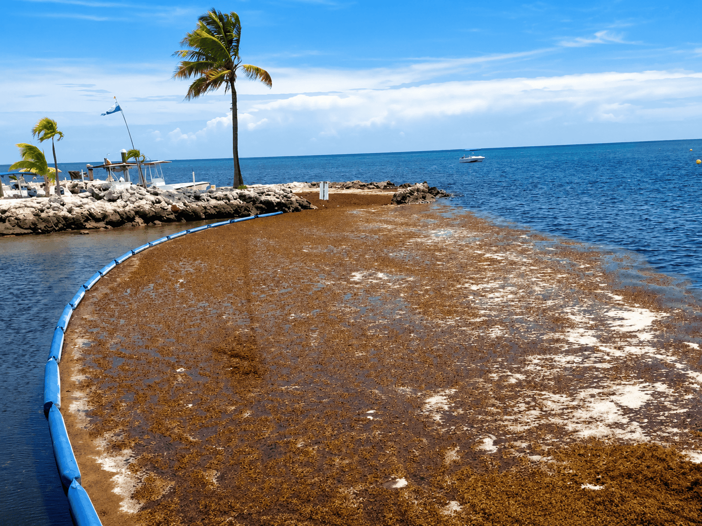 Blue Sargassum seaweed containment boom deployed along a tropical shoreline to collect and control floating Sargassum before it reaches the beach.