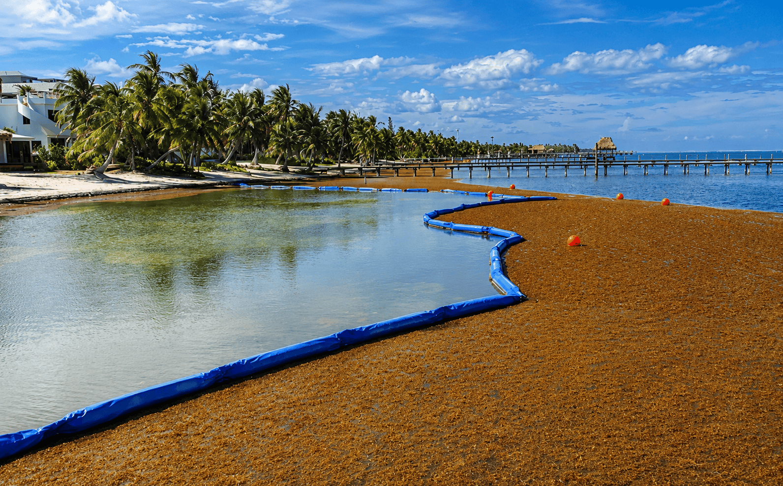 Blue sargassum boom containing floating seaweed along a tropical shoreline to help protect beaches and coastal waters.