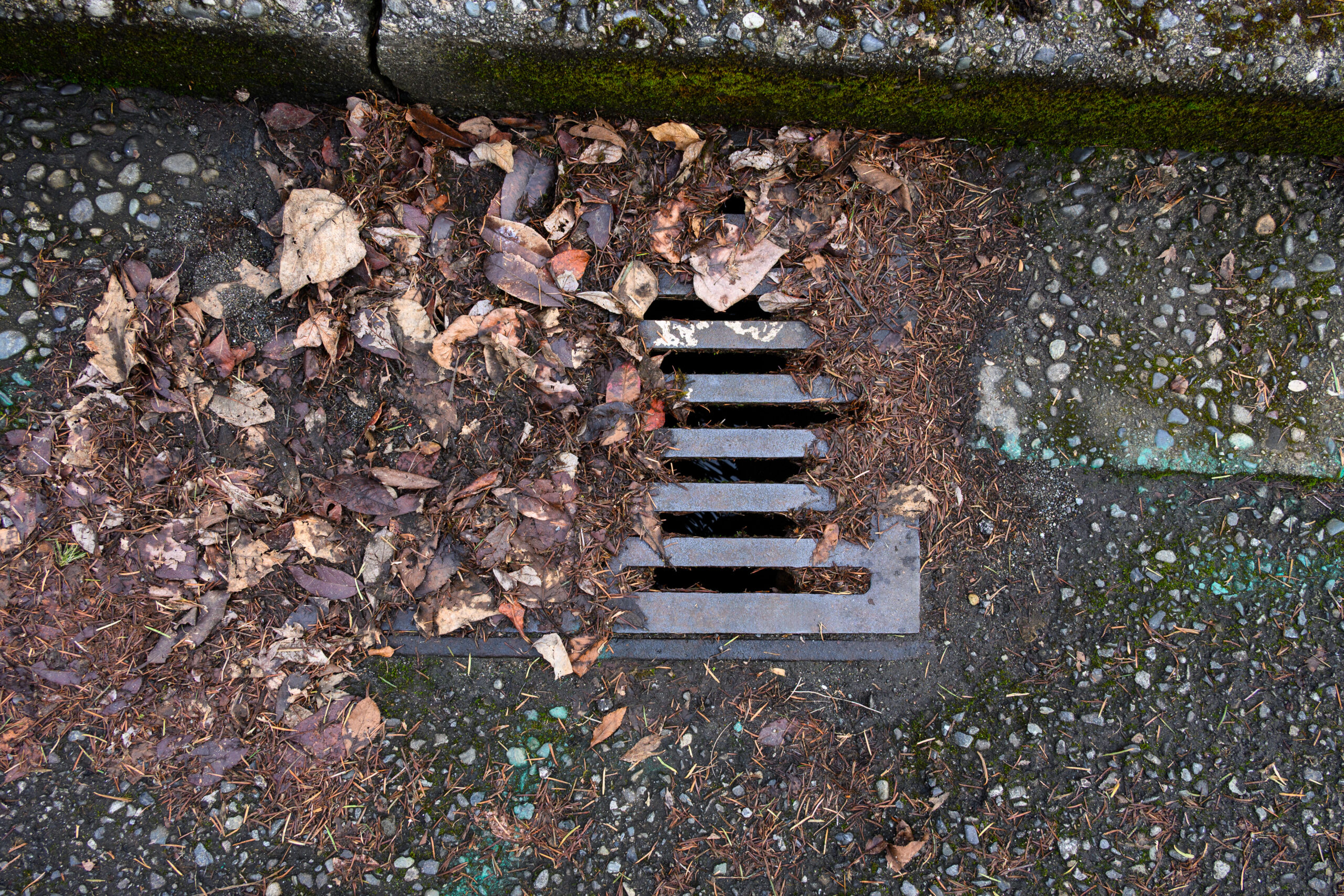 Storm Drain Inlet with Debris Buildup – Stormwater Pollution Prevention Storm drain grate partially blocked by leaves and organic debris, showing the need for inlet protection to help keep pollutants out of stormwater systems.